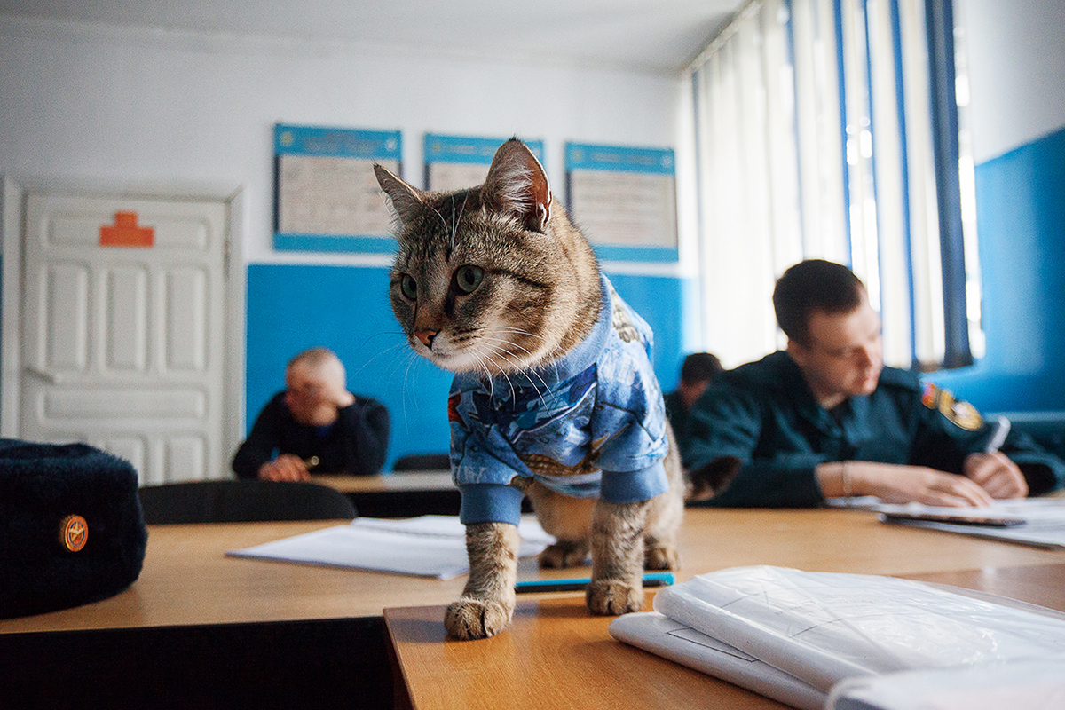 . Кот-пожарный. Без названия